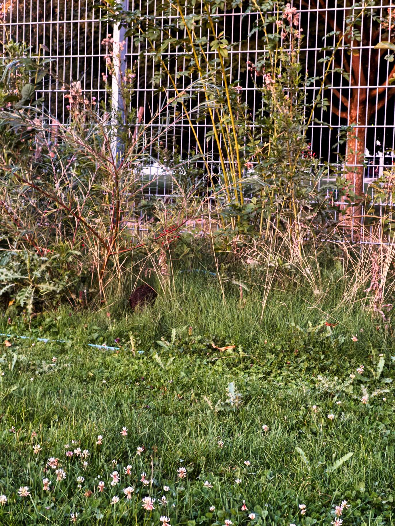 Kleiner Igel Besucher
